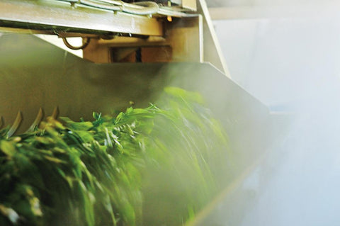 Green Tea Deep Steaming