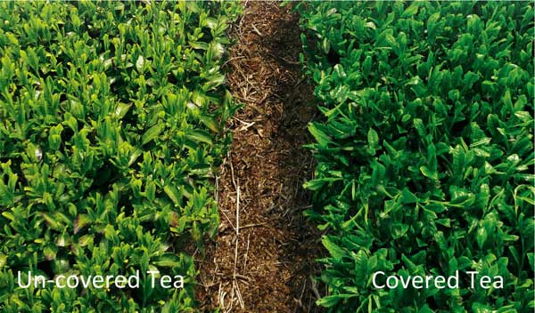 covered tea vs uncovered tea