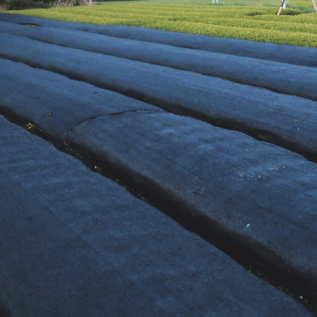 Tea bushes covered with black shade nets before harvest to deepen color and flavor, as for Kabusecha and Gyokuro
