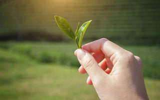10 Things about Japanese Green Tea Harvesting You (Probably) Didn't Know