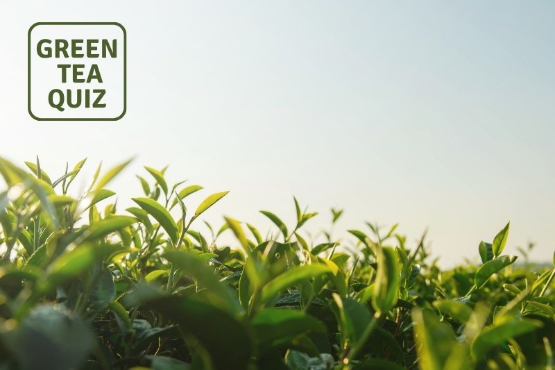 Can I Grow Tea Plant In My Yard?