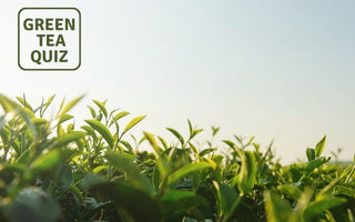 Can I Grow Tea Plant In My Yard?