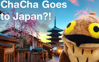 ChaCha Goes To Japan?! - ChaCha's GreenTea Room Video
