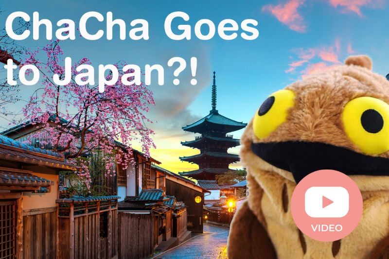 ChaCha Goes To Japan?! - ChaCha's GreenTea Room Video