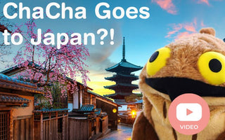 ChaCha Goes To Japan?! - ChaCha's GreenTea Room Video
