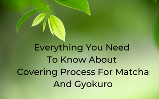 Everything You Need to Know about Covering Process for Matcha and Gyokuro 