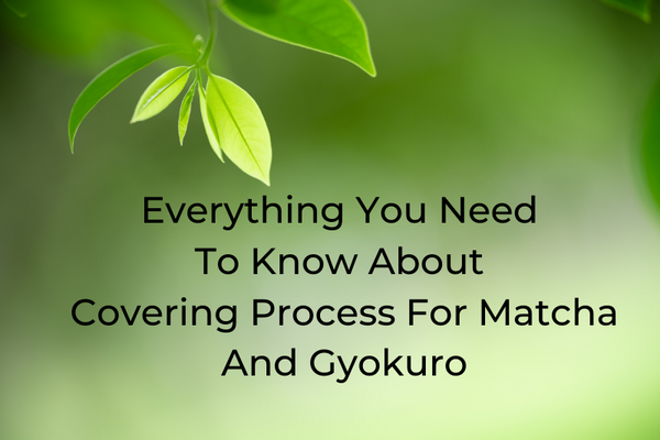 Everything You Need to Know about Covering Process for Matcha and Gyokuro