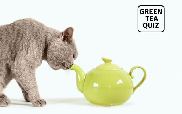 Is Green Tea Good for Dogs and Cats? – Green Tea Quiz