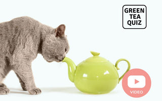 Is Green Tea Good for Dogs and Cats?