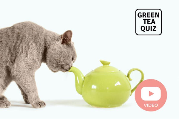 Is Green Tea Good for Dogs and Cats? – Green Tea Quiz