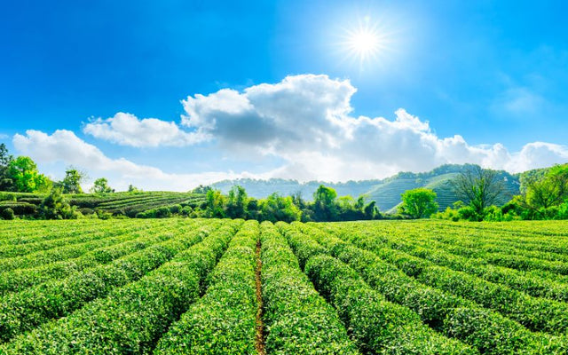 Everything You Need to Know about Tea Plant