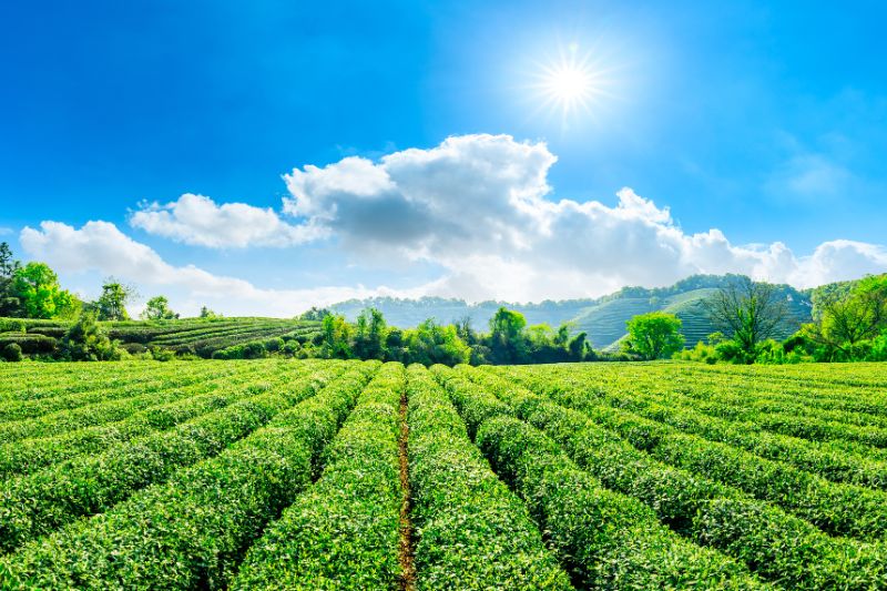 Everything You Need to Know about Tea Plant