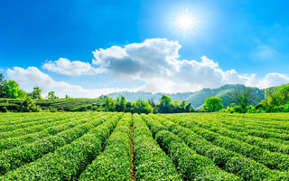 Everything You Need to Know about Tea Plant