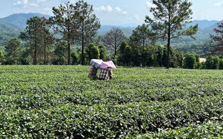 The Cultural Power of Tea: How a Simple Beverage Shapes Daily Life Around the World