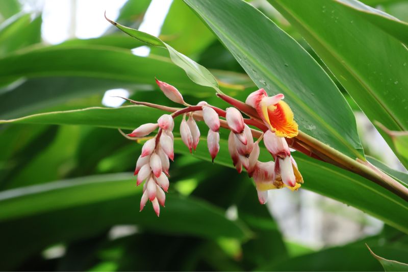 Shell Ginger Tea - The Secret To Longevity