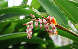 Shell Ginger Tea - The Secret To Longevity