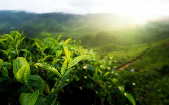The Ancient Chagusaba Method: Sustainable Farming Makes for Uncommonly Sweet and Healthy Green Tea