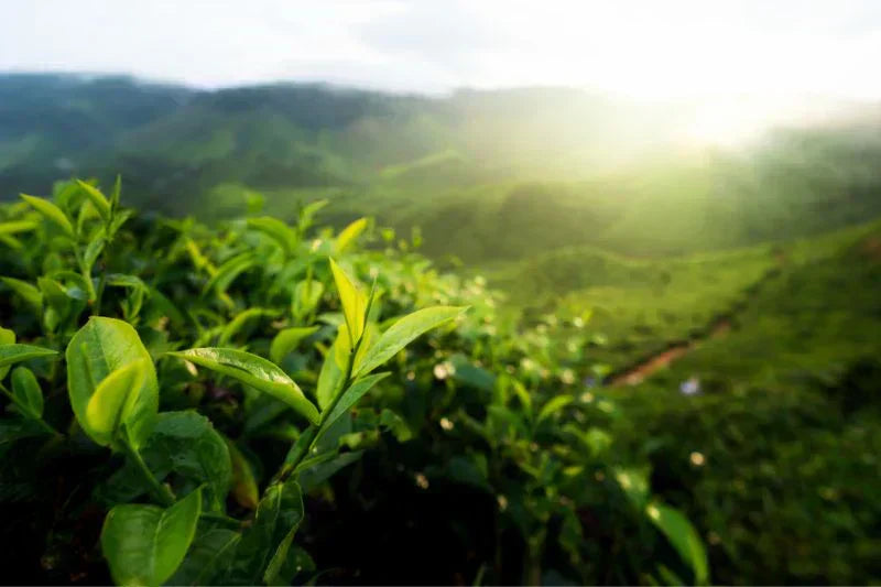 The Ancient Chagusaba Method: Sustainable Farming Makes for Uncommonly Sweet and Healthy Green Tea