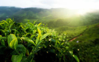 The Ancient Chagusaba Method: Sustainable Farming Makes for Uncommonly Sweet and Healthy Green Tea