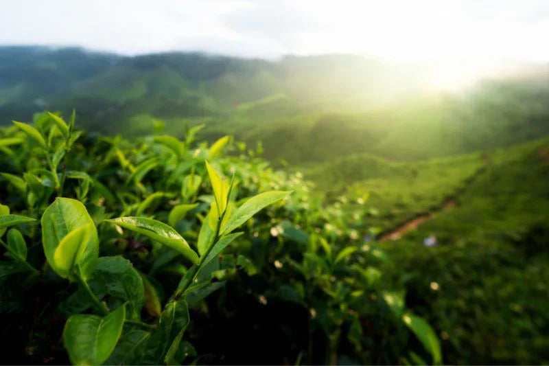 The Ancient Chagusaba Method: Sustainable Farming Makes for Uncommonly Sweet and Healthy Green Tea