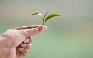 Truths and Myths About Green Tea