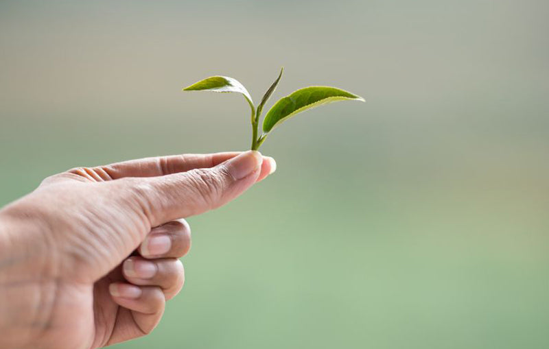 Truths and Myths About Green Tea