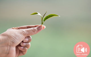 Truths and Myths about Green Tea