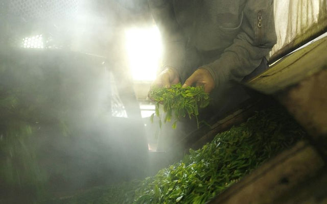 What is the Green Tea Steaming Process?
