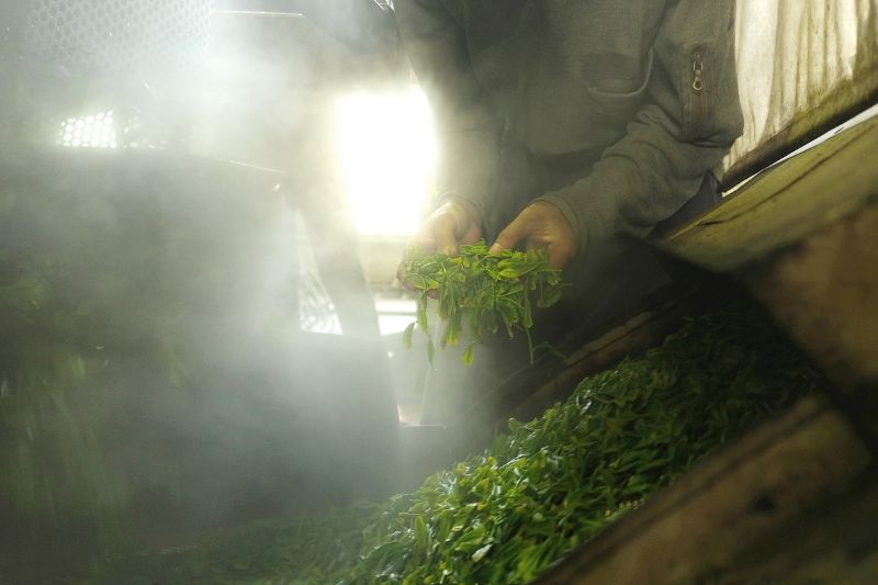 What is the Green Tea Steaming Process?