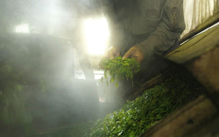 What is the Green Tea Steaming Process?