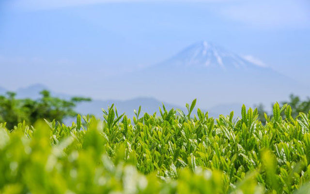 Where Different Types of Japanese Tea are Grown