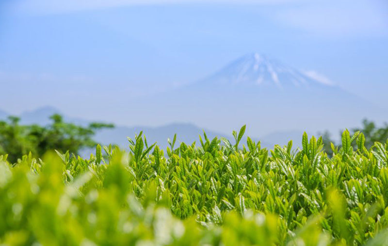 Where Different Types of Japanese Tea are Grown
