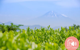 Where Different Types of Japanese Tea are Grown