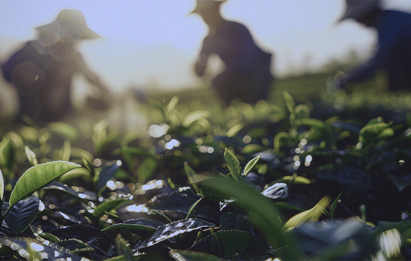 Golden Week and the Japanese Tea Industry: A Story of Celebration and Harvest