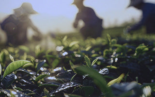 Golden Week and the Japanese Tea Industry: A Story of Celebration and Harvest