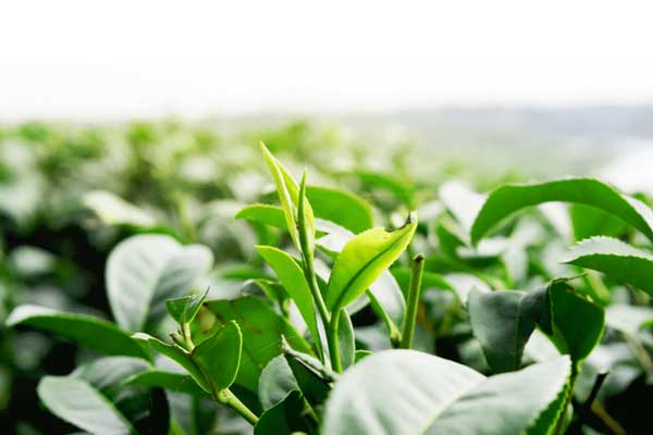 First Crop Japanese Green Tea