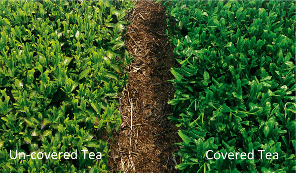 Side-by-side comparison in one tea field: un-covered tea on the left, lighter green, and covered tea on the right, a deeper green