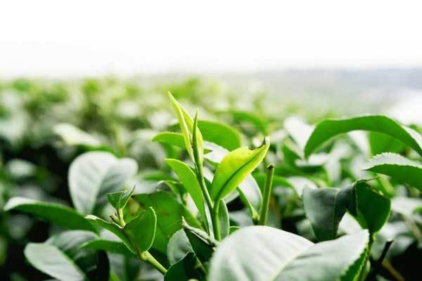 First Crop Matcha Green Tea