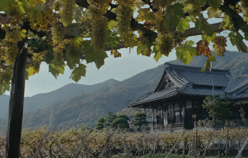 Koshu grapes on a pergola above a vineyard and a temple roof in Katsunuma, Yamanashi